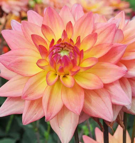 Dahlia Melody Dora 1 tuber