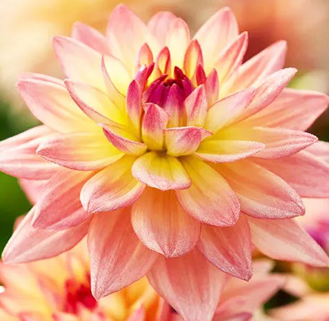 Dahlia Melody Dora 1 tuber
