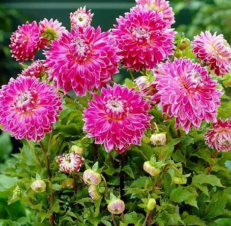 Dahlia Vancouver 1 tuber