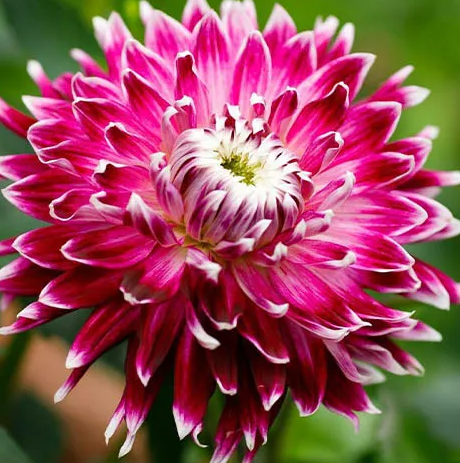 Dahlia Vancouver 1 tuber