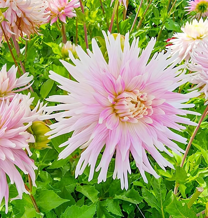 Dahlia Kiev 1 tuber