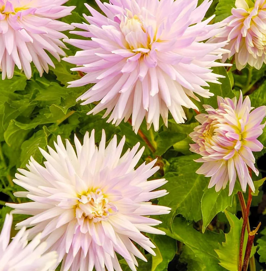 Dahlia Kiev 1 tuber