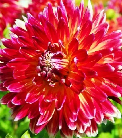 Dahlia Akita 1 tuber