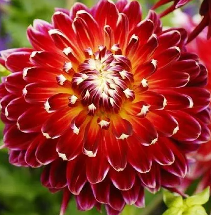 Dahlia Akita 1 tuber