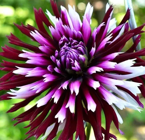 Dahlia Alauna Clair-Obscur 1 tuber