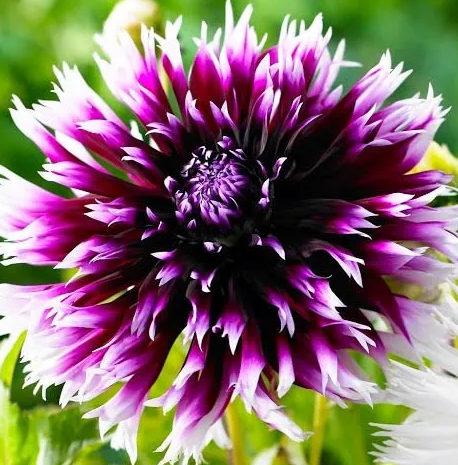 Dahlia Alauna Clair-Obscur 1 tuber