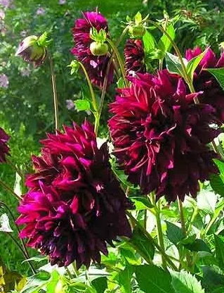 Dahlia Kenora Macob 1 tuber