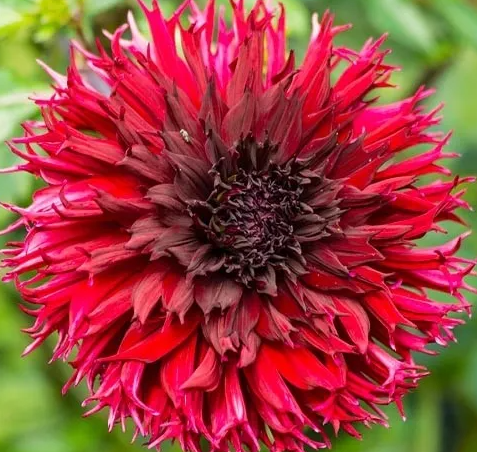 Dahlia Kenora Macob 1 tuber