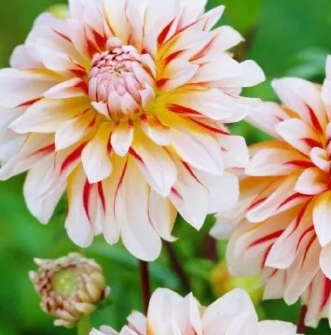 Dahlia Caribbean Fantasy 1 tuber