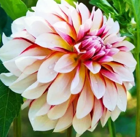 Dahlia Caribbean Fantasy 1 tuber