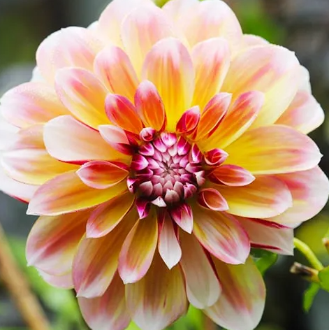Dahlia Caribbean Fantasy 1 tuber