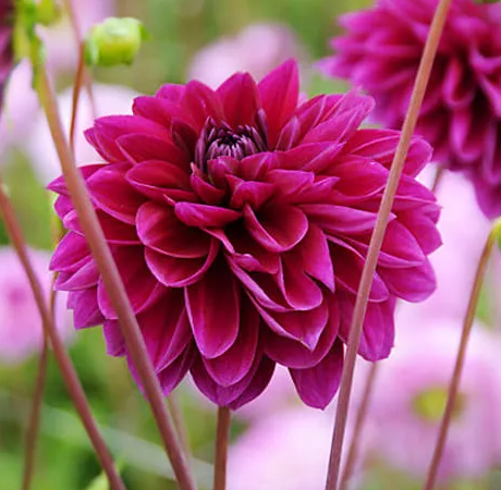 Dahlia Le Baron 1 tuber