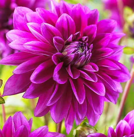 Dahlia Le Baron 1 tuber