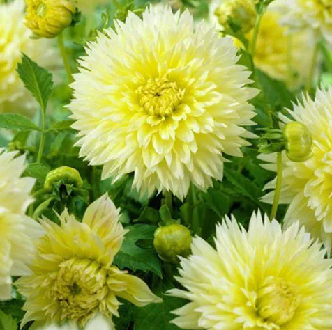 Dahlia Canary Fubuki 1 tuber