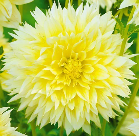 Dahlia Canary Fubuki 1 tuber