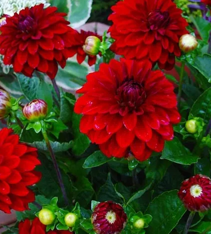 Dahlia Melody Bolero 1 tuber