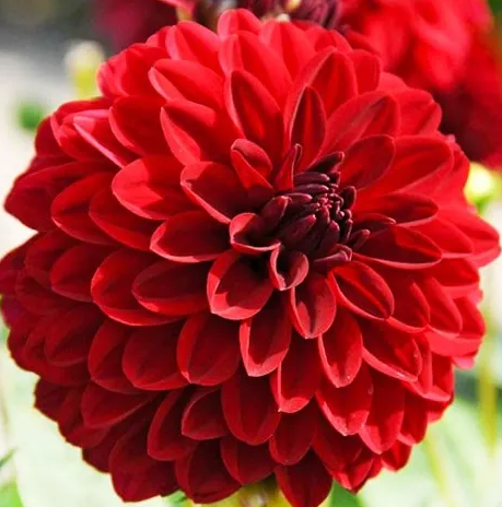 Dahlia Melody Bolero 1 tuber