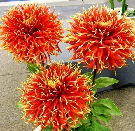 Dahlia Show 'N' Tell 1 tuber