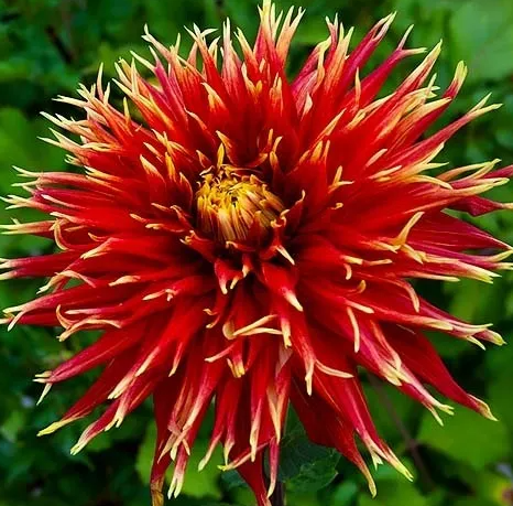 Dahlia Show 'N' Tell 1 tuber