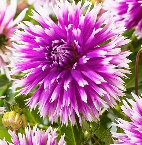 Dahlia Table Dancer 1 tuber