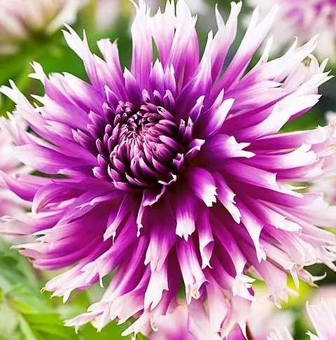 Dahlia Table Dancer 1 tuber