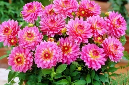 Dahlia Gallery Bellini 1 tuber