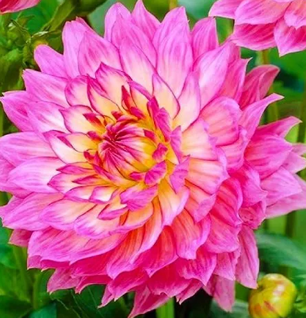 Dahlia Gallery Bellini 1 tuber