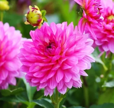 Dahlia Gallery Bellini 1 tuber