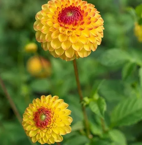 Dahlia Sunny Boy 1 tuber