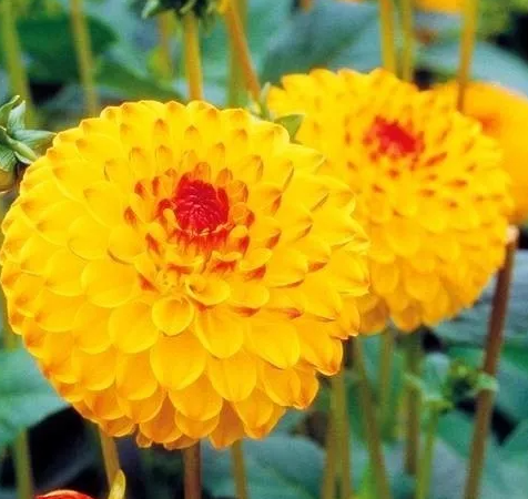 Dahlia Sunny Boy 1 tuber