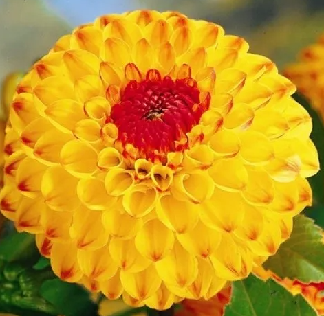 Dahlia Sunny Boy 1 tuber