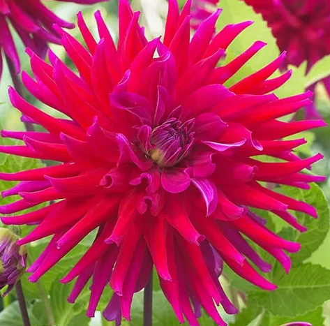 Dahlia Orfeo 1 tuber