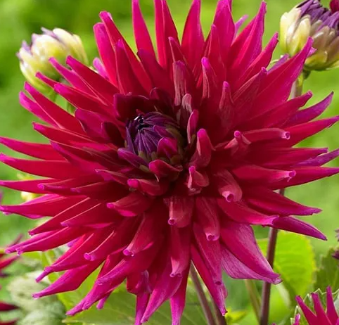 Dahlia Orfeo 1 tuber