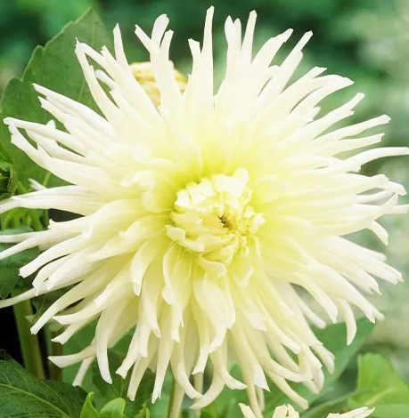 Dahlia White Star 1 tuber