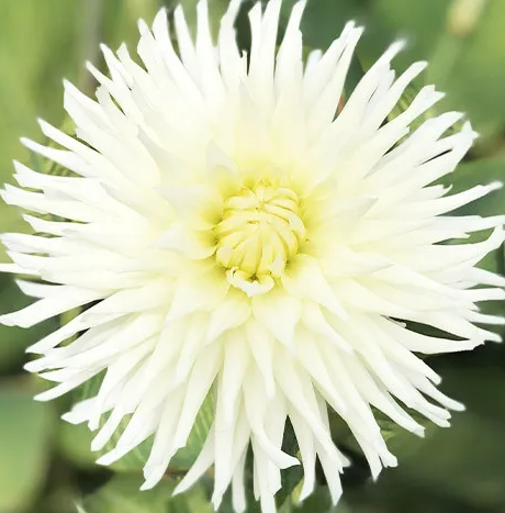 Dahlia White Star 1 tuber
