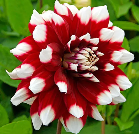 Dahlia Duet 1 tuber
