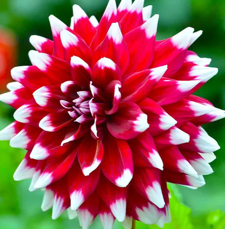 Dahlia Duet 1 tuber