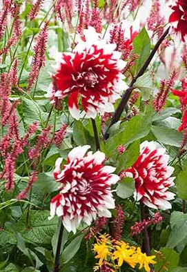 Dahlia Duet 1 tuber