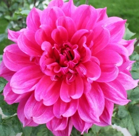 Dahlia Emory Paul 1 tuber