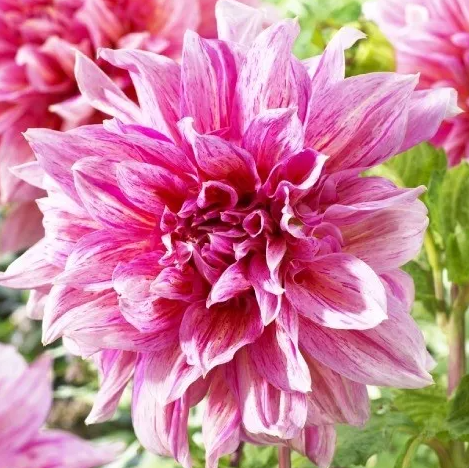 Dahlia Emory Paul 1 tuber