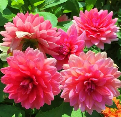 Dahlia Berliner Kleene 1 tuber