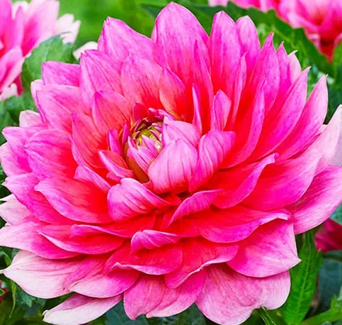 Dahlia Berliner Kleene 1 tuber