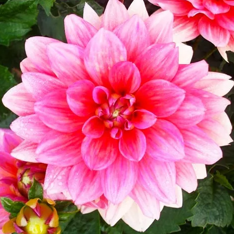 Dahlia Berliner Kleene 1 tuber