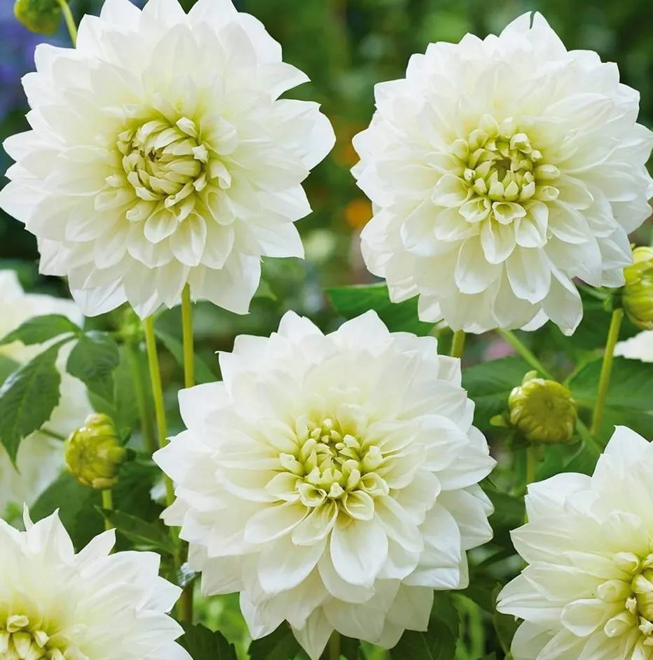 Dahlia White Perfection 1 tuber