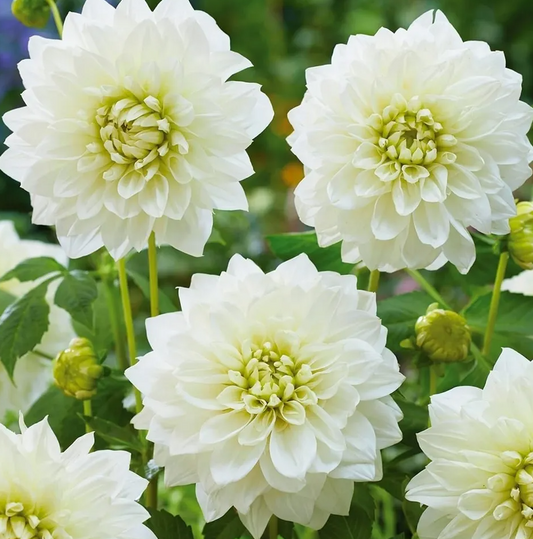 Dahlia White Perfection 1 tuber