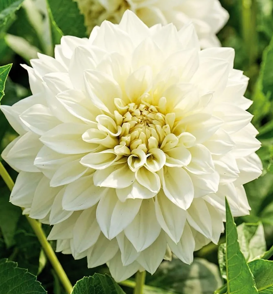 Dahlia White Perfection 1 tuber