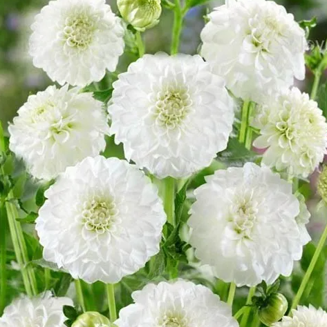 Dahlia Petra's Wedding 1 tuber