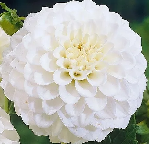 Dahlia Petra's Wedding 1 tuber