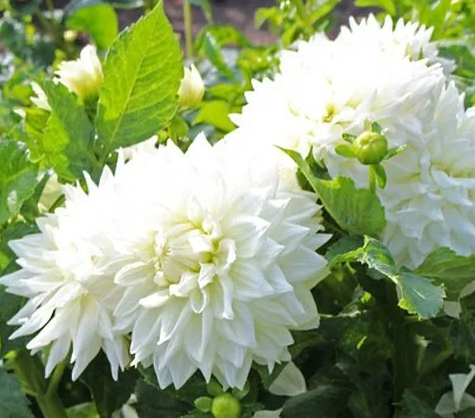Dahlia Bull's Pride 1 tuber