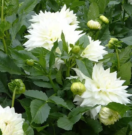 Dahlia Bull's Pride 1 tuber
